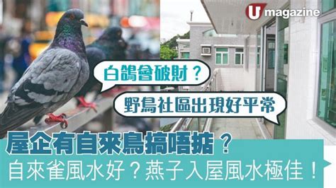 自來鳥 風水|屋企有自來鳥搞唔掂？自來雀風水好？燕子入屋風水極。